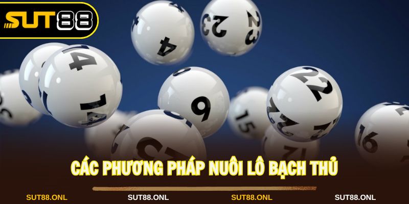 Có nhiều cách nuôi lô bạch thủ khi tham gia Sut88
